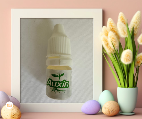 هورمون ریشه زای اکسین