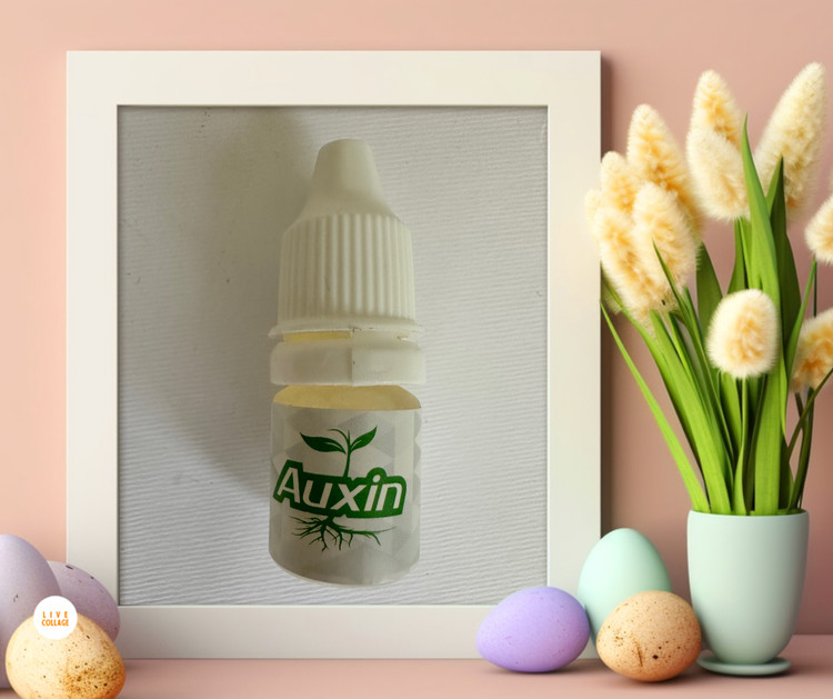 هورمون ریشه زای اکسین