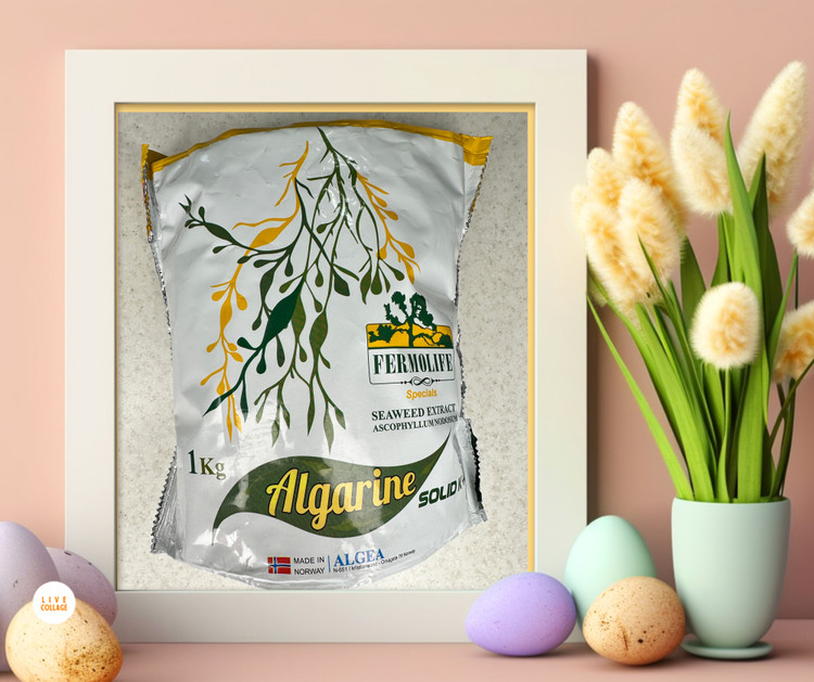 جلبک دریایی آلکارین کشور نروژ